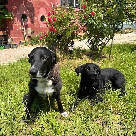 Scheune Im Gruenen Staufen im Breisgau